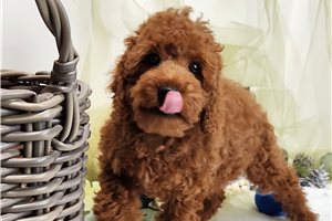 Ross - Miniature Poodle for sale
