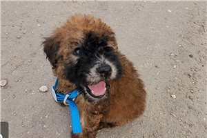 Matches - Soft Coated Wheaten Terrier for sale
