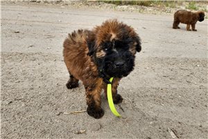 Mateo - Soft Coated Wheaten Terrier for sale