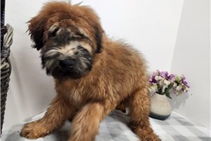 Alex - Soft Coated Wheaten Terrier for sale