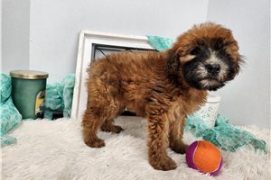 Mallory - Soft Coated Wheaten Terrier for sale