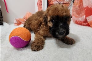 Mallory - Soft Coated Wheaten Terrier for sale