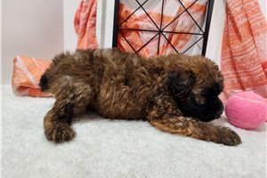 Maisy - Soft Coated Wheaten Terrier for sale