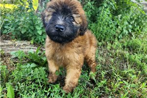 Tessa - puppy for sale