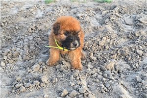 Mallory - Soft Coated Wheaten Terrier for sale