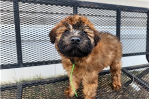 Asher - Soft Coated Wheaten Terrier for sale