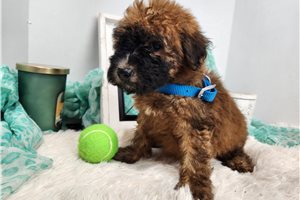 Matches - Soft Coated Wheaten Terrier for sale