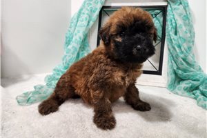 Matches - Soft Coated Wheaten Terrier for sale