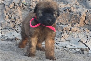 Maisy - Soft Coated Wheaten Terrier for sale