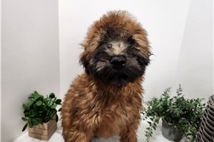Alex - Soft Coated Wheaten Terrier for sale