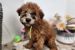 Alex - Soft Coated Wheaten Terrier for sale