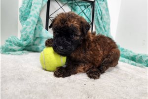 Mateo - Soft Coated Wheaten Terrier for sale