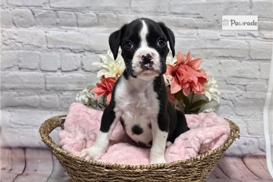 Bessie - Boxer for sale