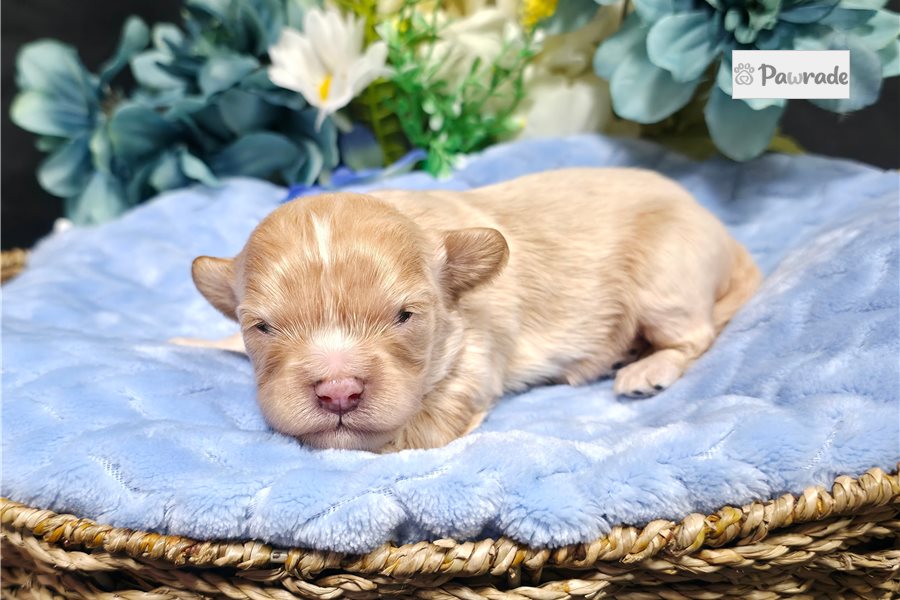 Price - Cavapoo for sale