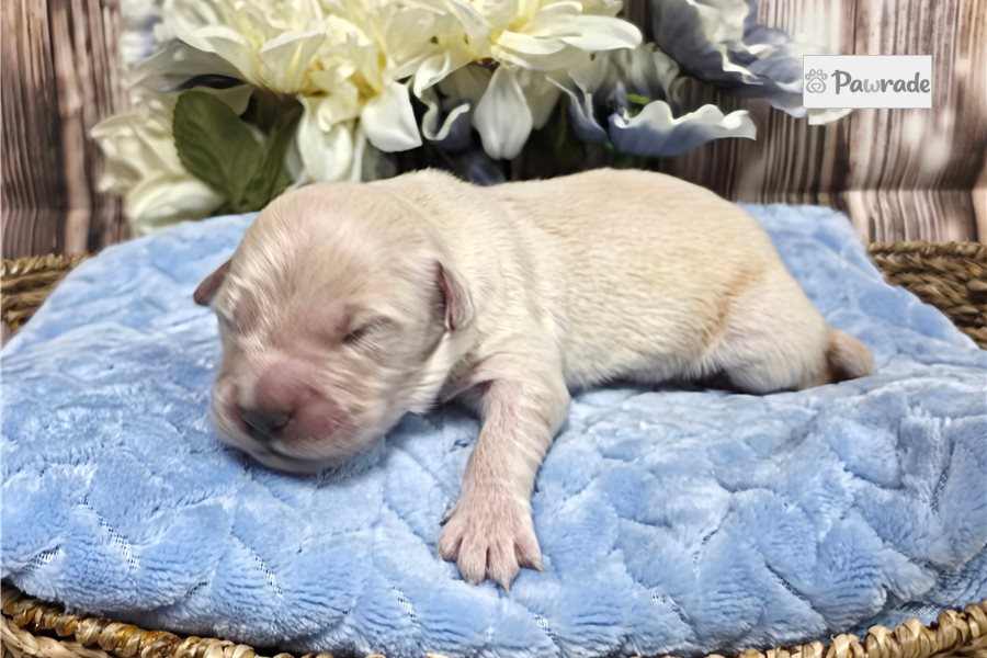 Vaughn - Golden Retriever for sale