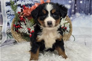 Calista - Bernese Mountain Dog for sale