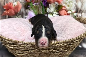 Wellsy - Bernese Mountain Dog for sale