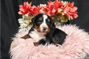 Janet - Bernese Mountain Dog for sale