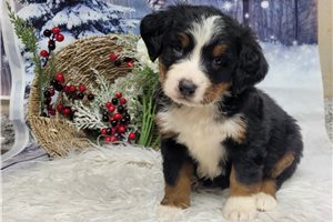 Chadwick - Bernese Mountain Dog for sale