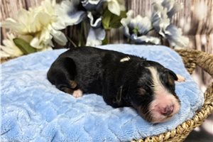 Weston - puppy for sale