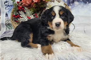 Cassidy - Bernese Mountain Dog for sale