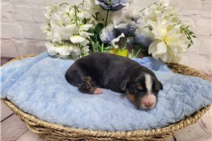 Bailey - Bernese Mountain Dog for sale