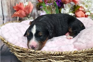 Willow - puppy for sale