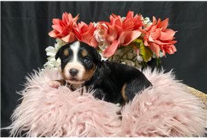 Jasmine - Bernese Mountain Dog for sale