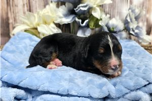 Wyatt - puppy for sale