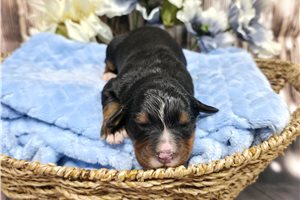 Walker - puppy for sale