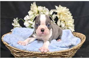Milburn - Boston Terrier for sale