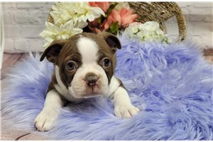 Melody - Boston Terrier for sale