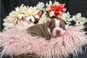 Jolene - Boston Terrier for sale