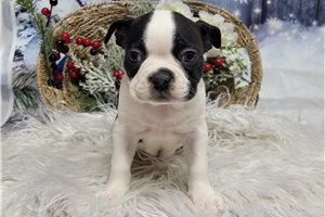 Donnie - Boston Terrier for sale