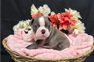 Mavis - Boston Terrier for sale