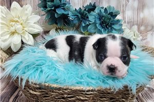 Simon - Boston Terrier for sale