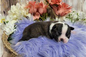 Summer - puppy for sale