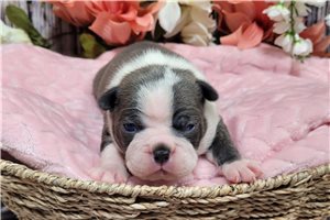 Mavis - Boston Terrier for sale