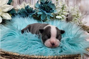 Thomas - puppy for sale