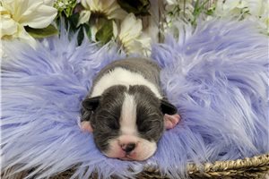 Tiana - puppy for sale