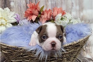 Selena - Boston Terrier for sale