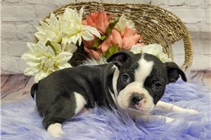 Margaret - Boston Terrier for sale