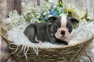 Milburn - Boston Terrier for sale
