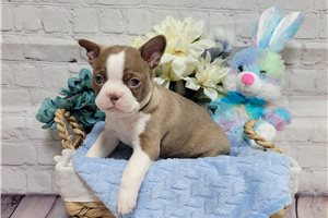 Clement - Boston Terrier for sale
