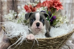 Mavis - Boston Terrier for sale