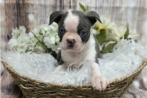 Mikey - Boston Terrier for sale