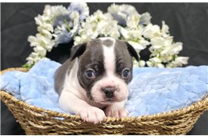 Finn - Boston Terrier for sale