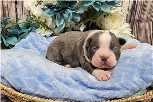 Miles - Boston Terrier for sale