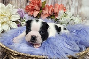 Sydney - Boston Terrier for sale
