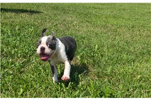 Milburn - Boston Terrier for sale